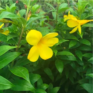 Allamanda cathartica Compacta Plant