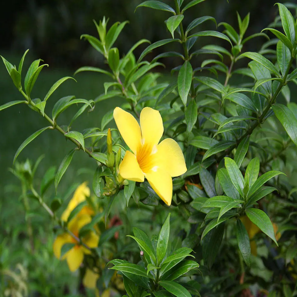 Allamanda cathartica Compacta Plant