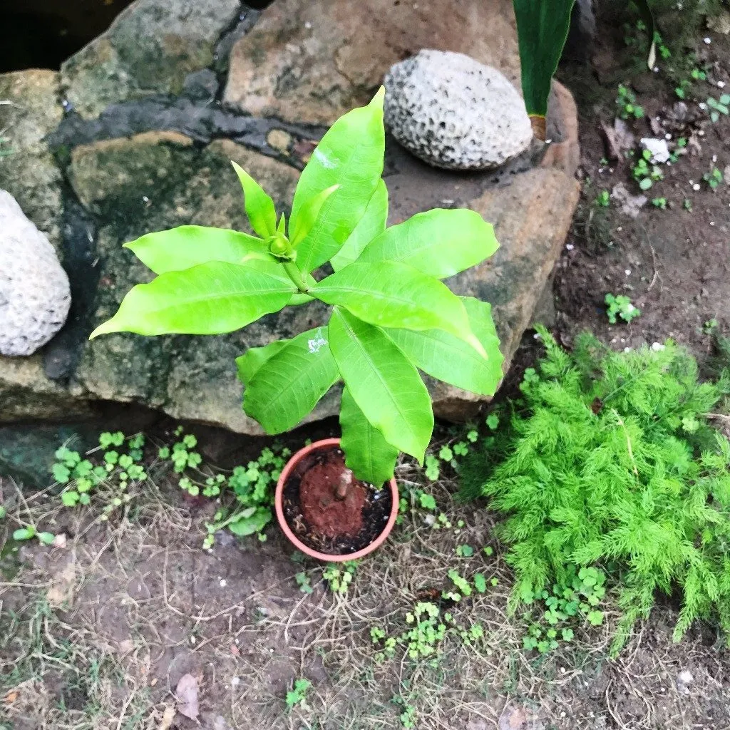 Allamanda Cathartica Hendersonii Plant
