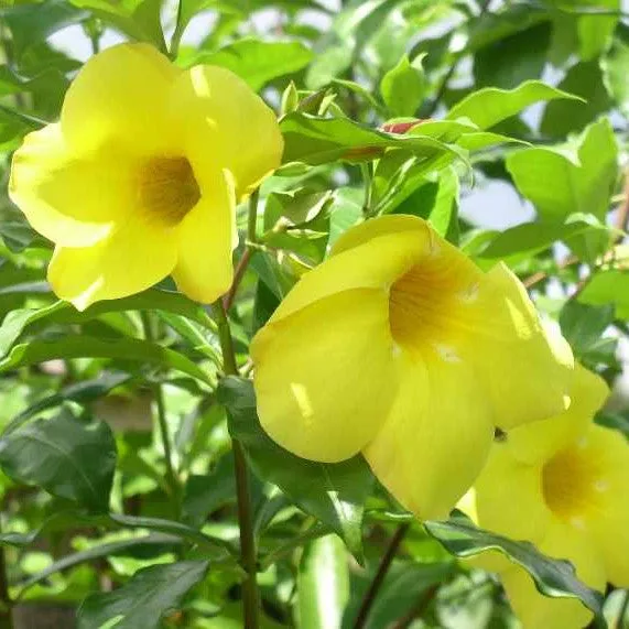 Allamanda Cathartica Hendersonii Plant