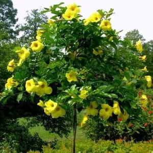 Allamanda Cathartica Hendersonii Plant
