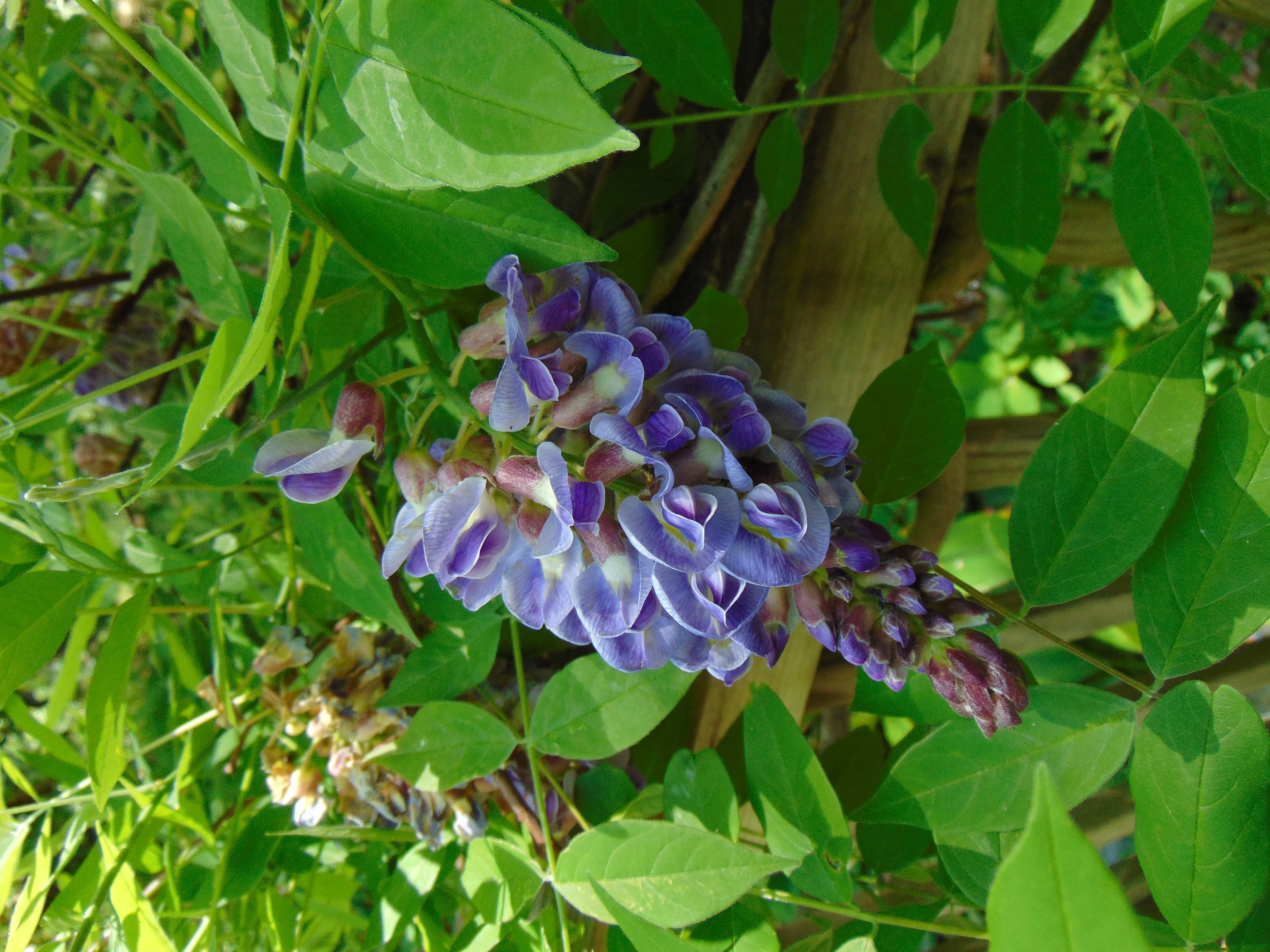 American Wisteria  10 Seeds  Wisteria frutescens  USA Company