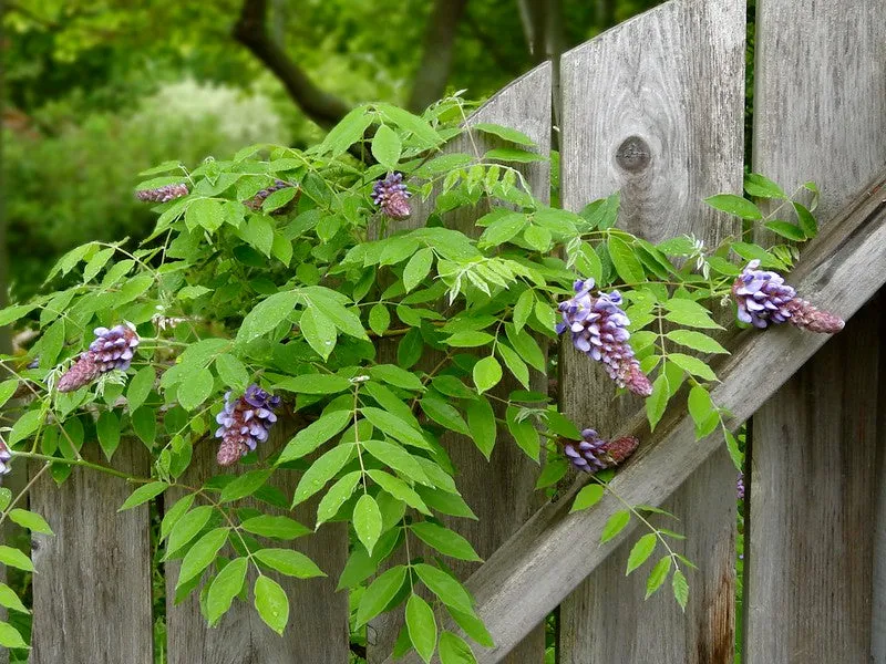 American Wisteria  10 Seeds  Wisteria frutescens  USA Company