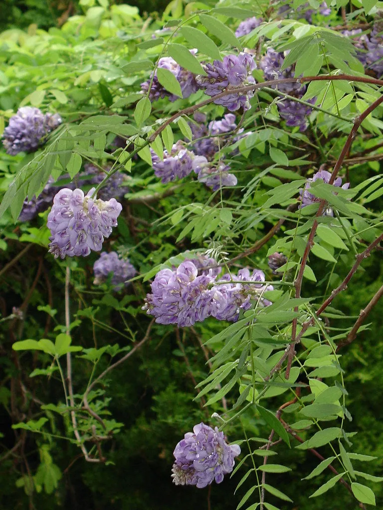 American Wisteria  10 Seeds  Wisteria frutescens  USA Company