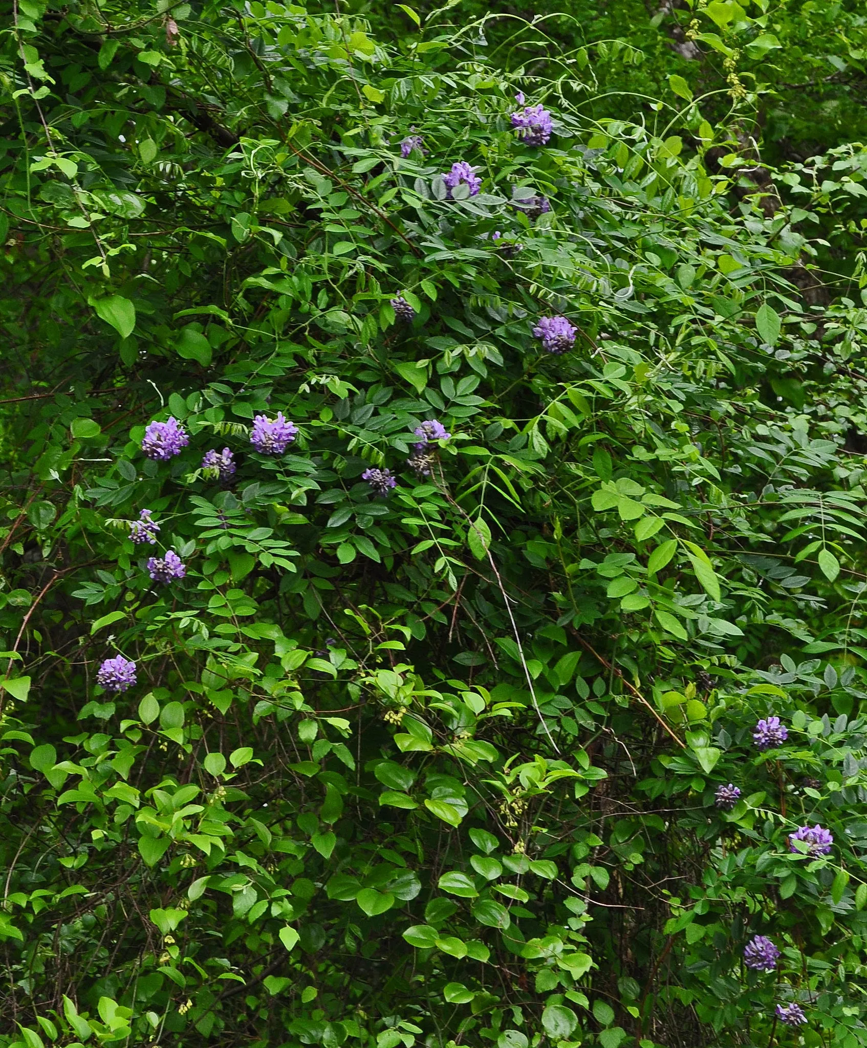 American Wisteria  10 Seeds  Wisteria frutescens  USA Company
