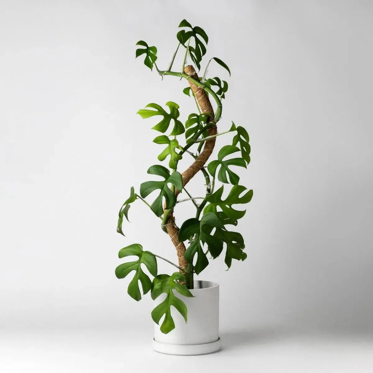 Bendable & Stackable Coco Coir Pole: Support for Climbing Plants