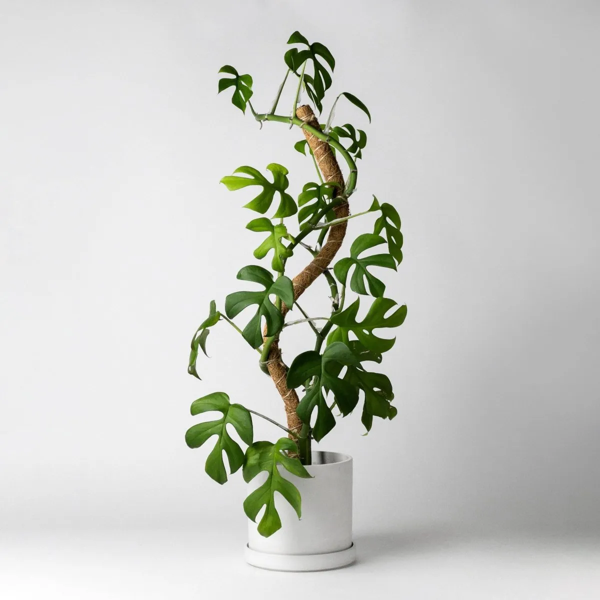 Bendable & Stackable Coco Coir Pole: Support for Climbing Plants
