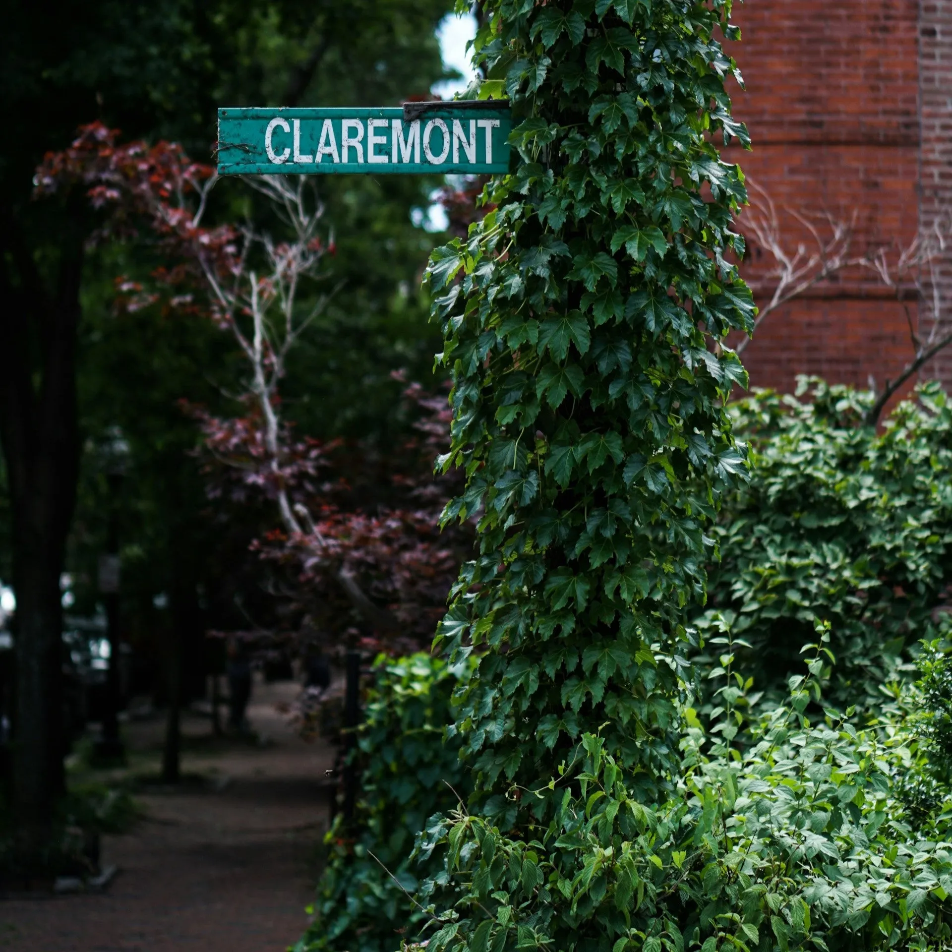 Boston Ivy
