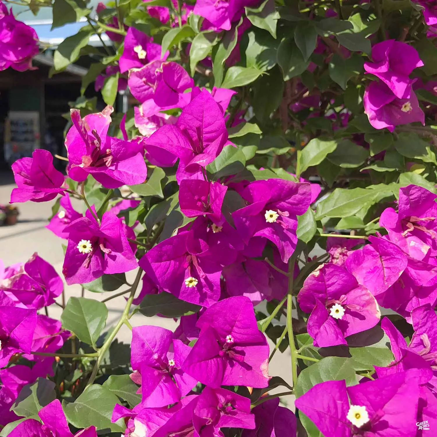 Bougainvillea