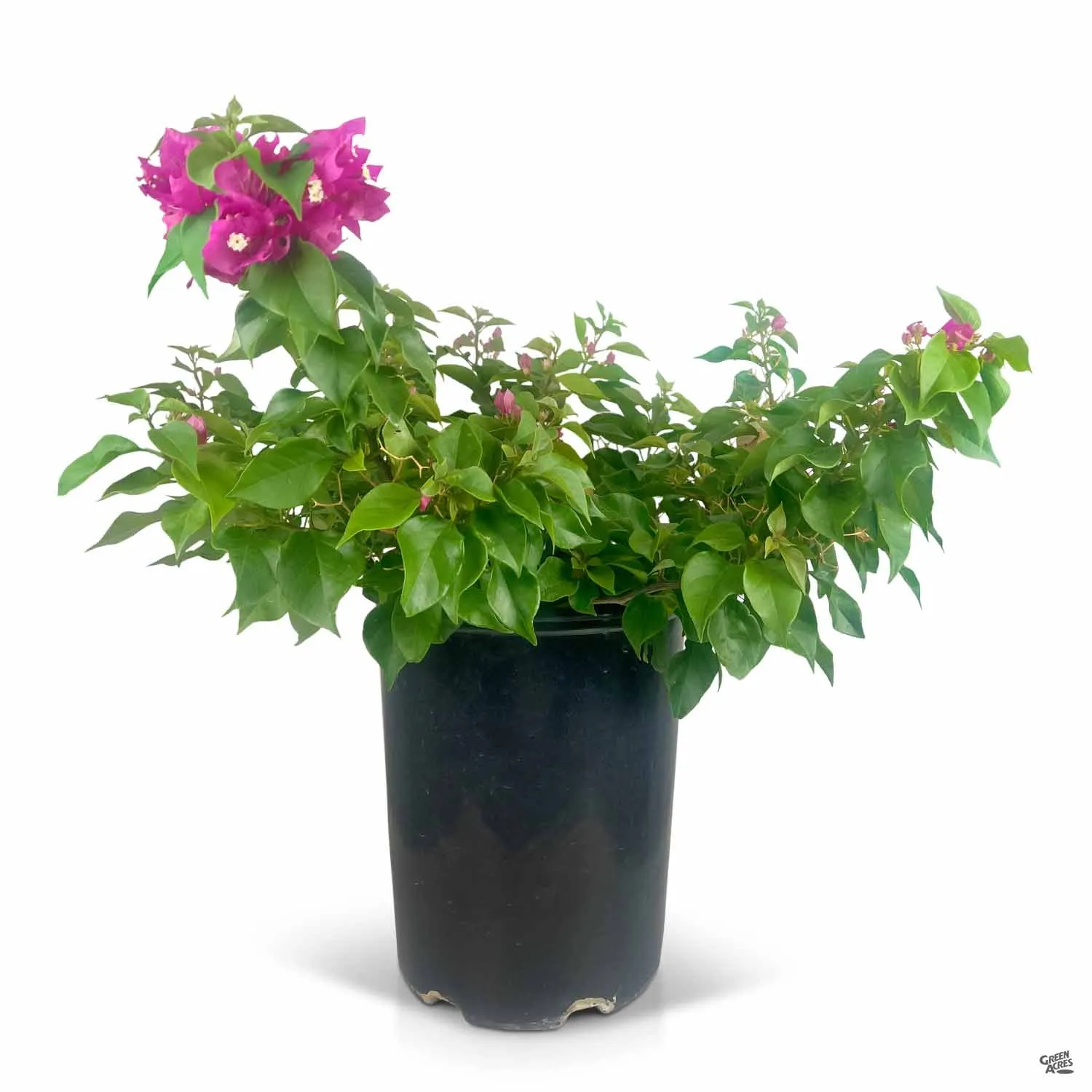 Bougainvillea