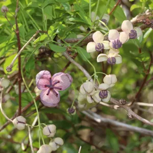Chocolate Vine | Akebia quinata 'Silver Bells'