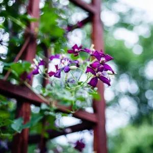 Clematis 'Sweet Summer Love'