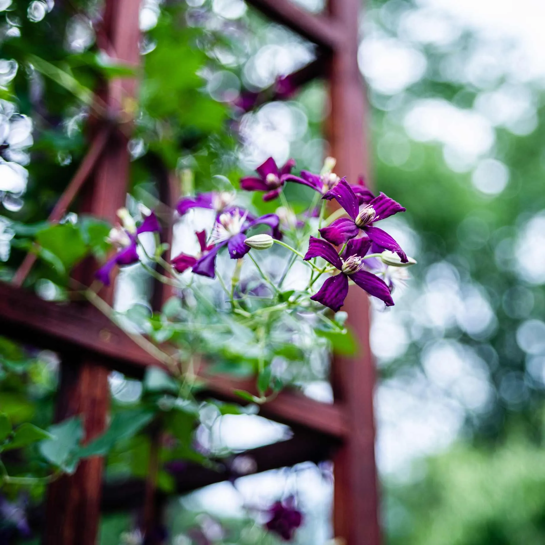 Clematis 'Sweet Summer Love'