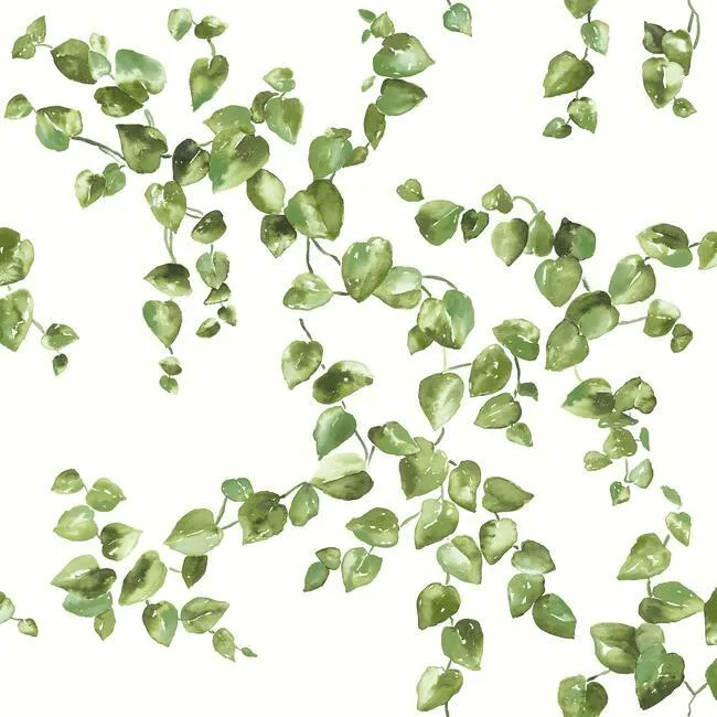 Creeping Fig Vine Wallpaper