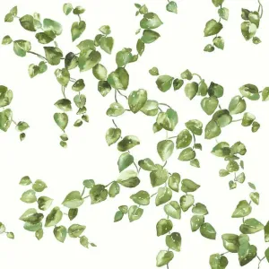 Creeping Fig Vine Wallpaper