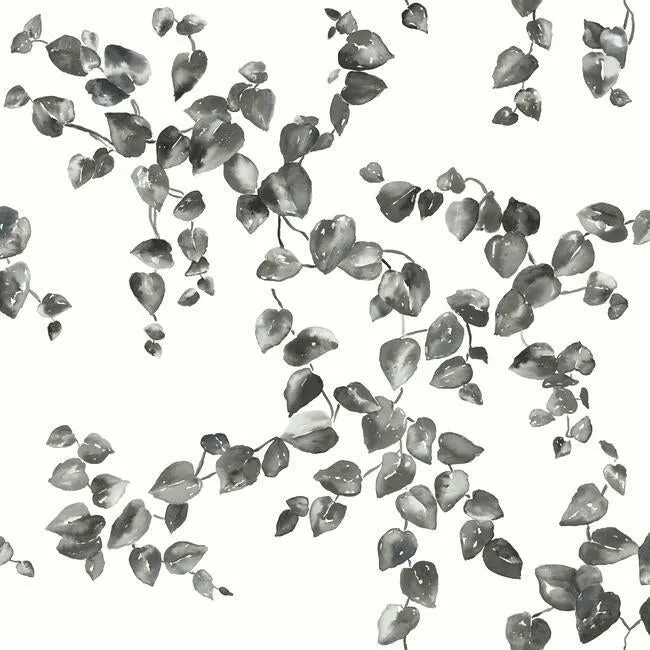 Creeping Fig Vine Wallpaper