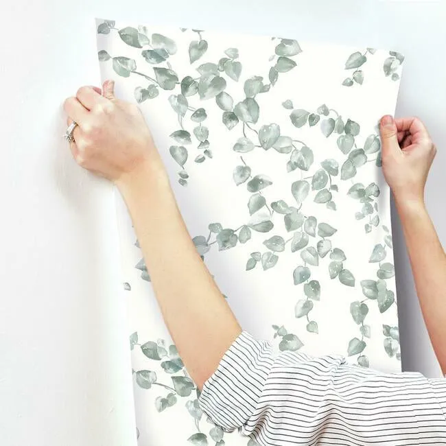 Creeping Fig Vine Wallpaper