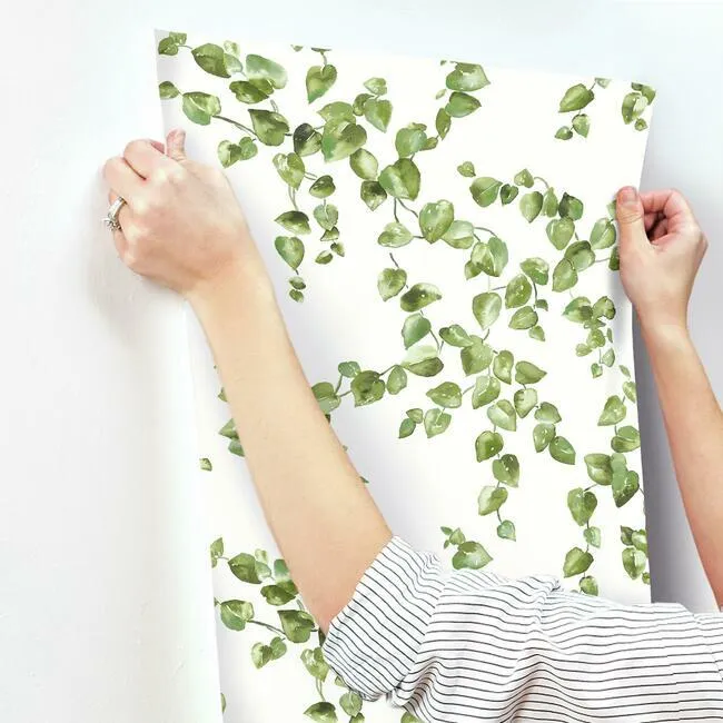 Creeping Fig Vine Wallpaper