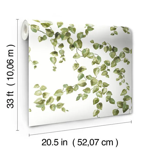 Creeping Fig Vine Wallpaper