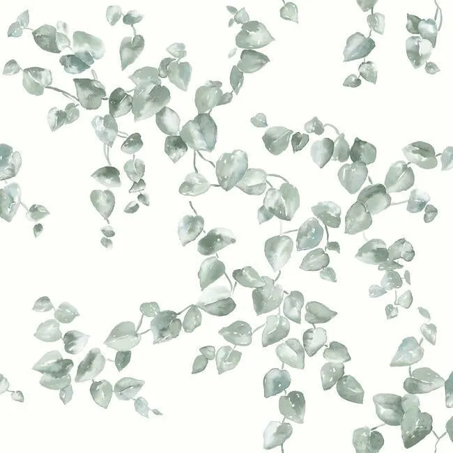 Creeping Fig Vine Wallpaper