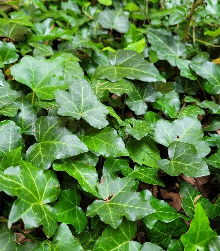 English Ivy