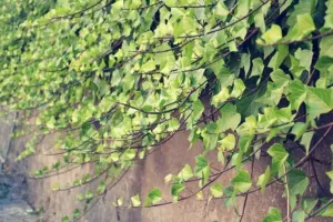 English Ivy