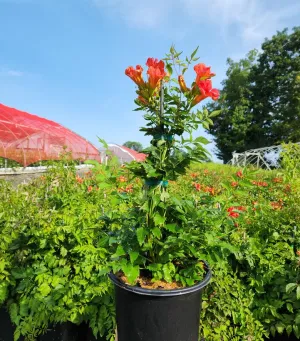 Flamenco Trumpet Vine
