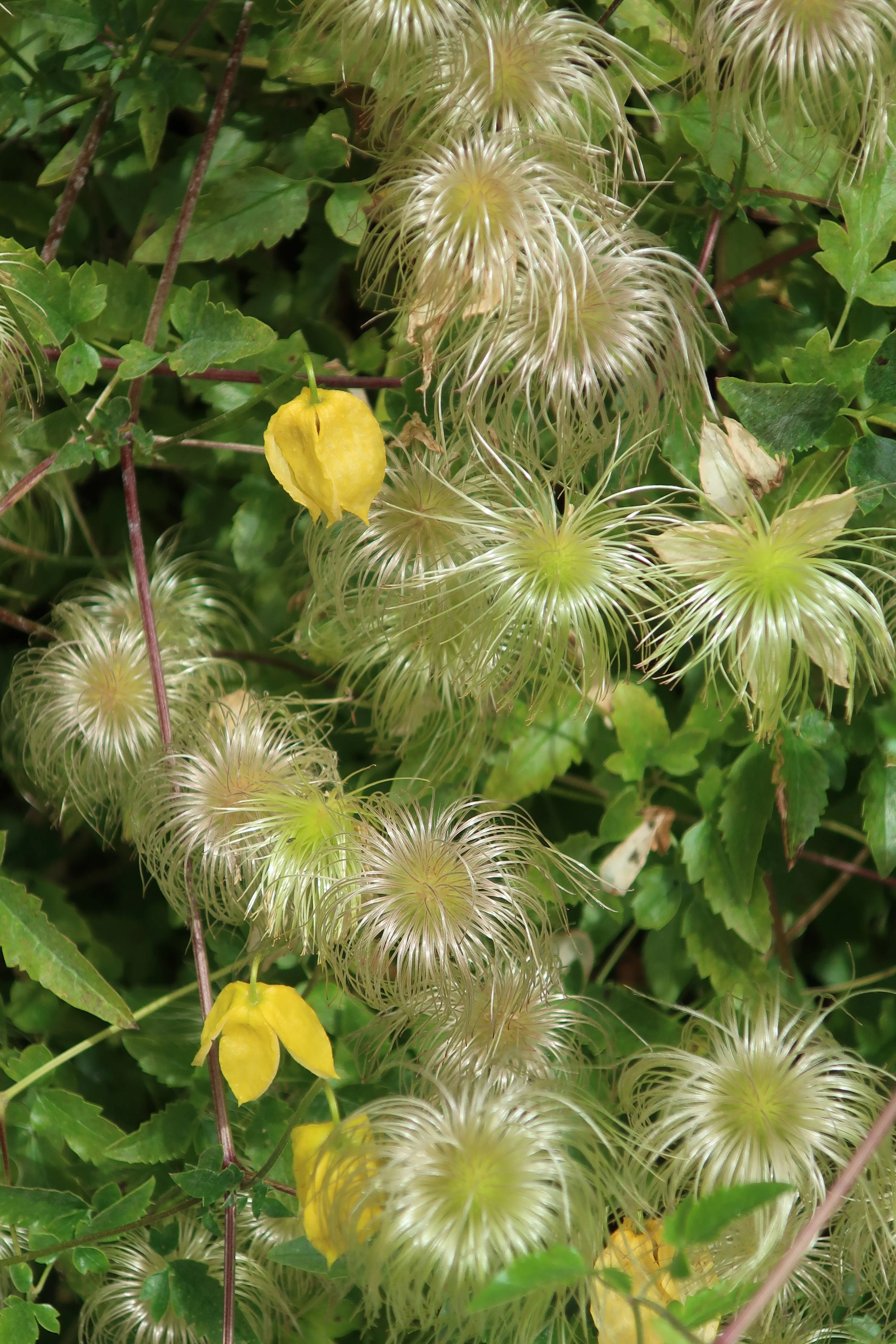 Golden Clematis  500 Seeds  Clematis tangutica