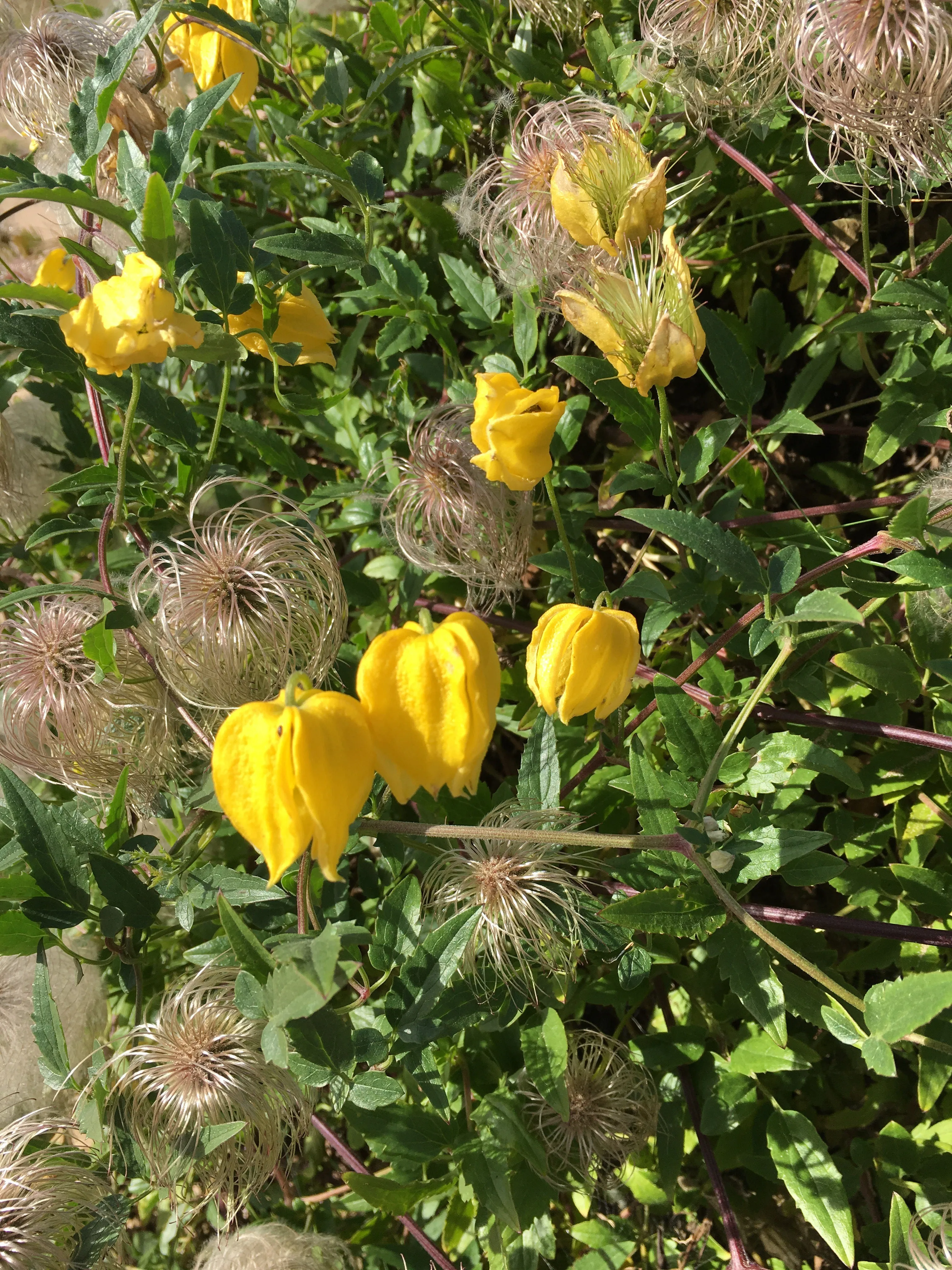 Golden Clematis  500 Seeds  Clematis tangutica