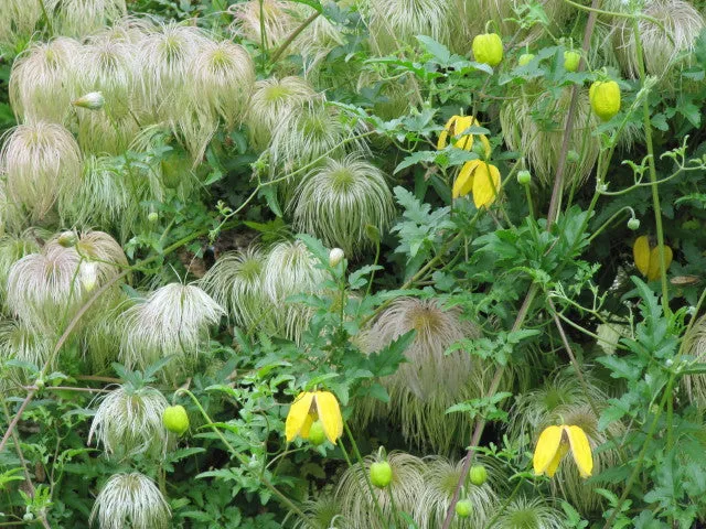 Golden Clematis  500 Seeds  Clematis tangutica