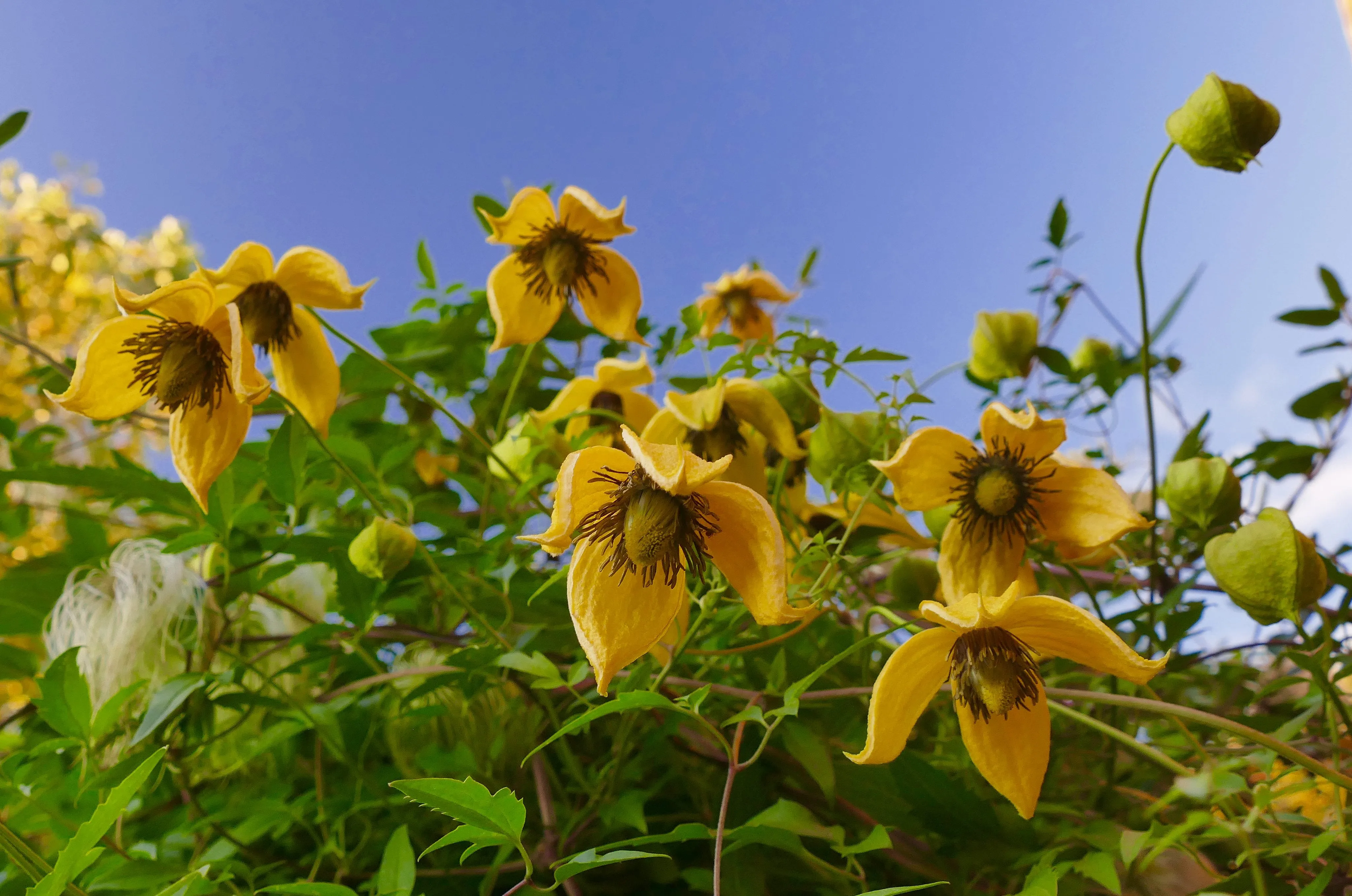 Golden Clematis  500 Seeds  Clematis tangutica
