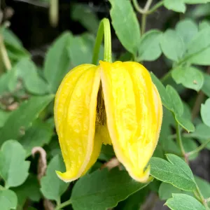 Golden Clematis  500 Seeds  Clematis tangutica