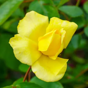 Golden Showers Climbing Rose