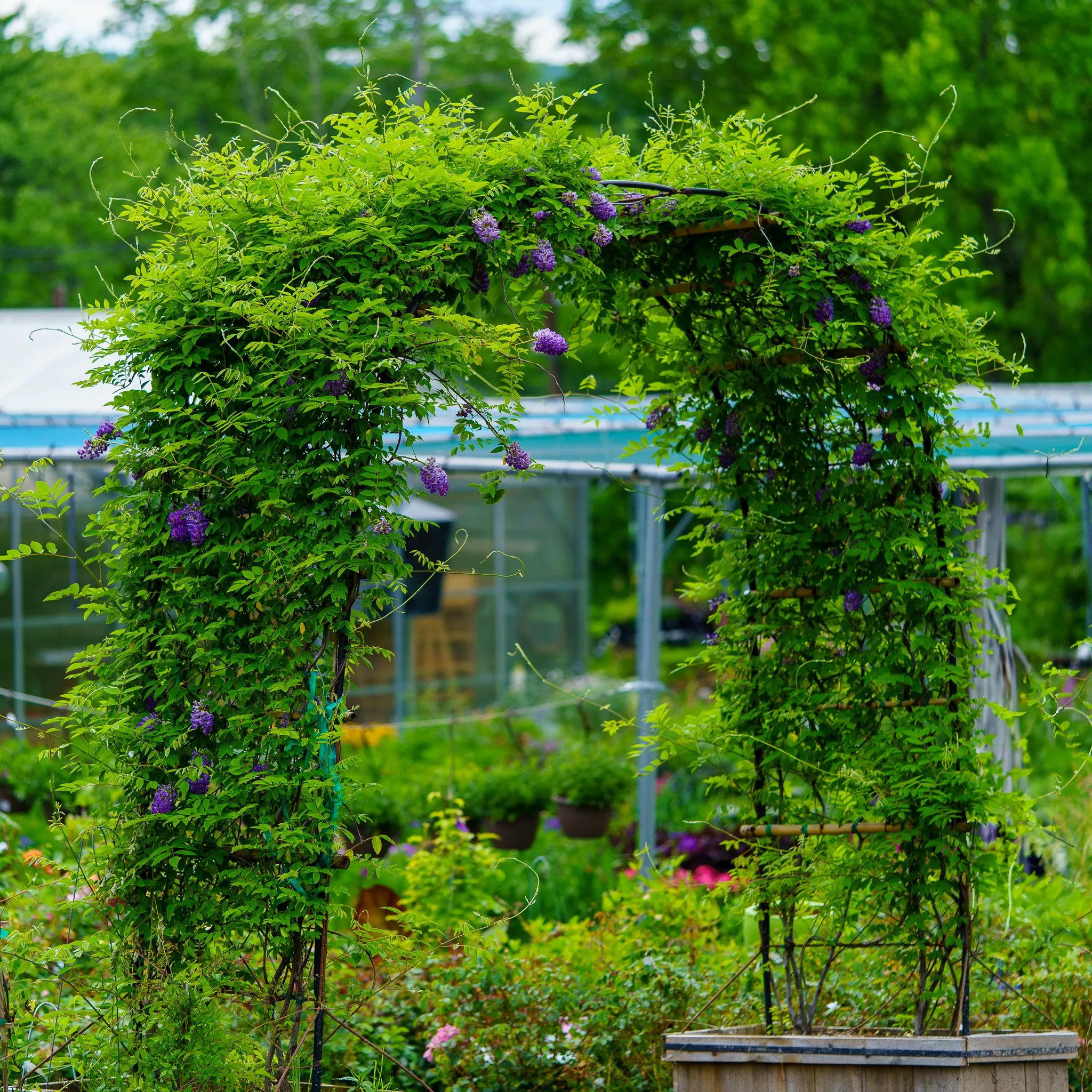 Longwood Purple American Wisteria