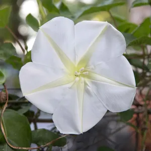 Moonflower Seeds