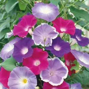 Morning Glory Seeds - Early Call Mix