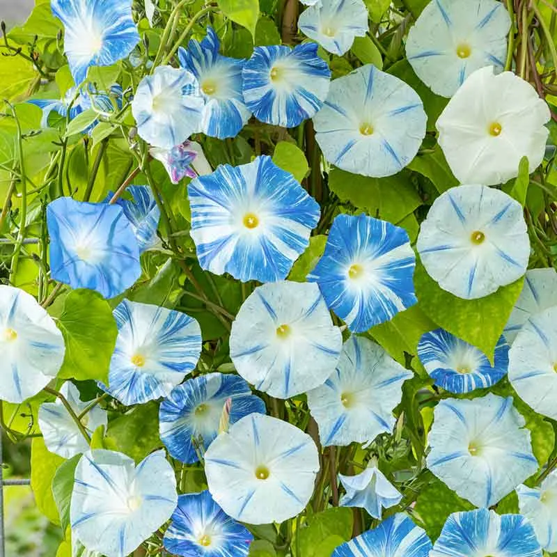 Morning Glory Seeds - Flying Saucers