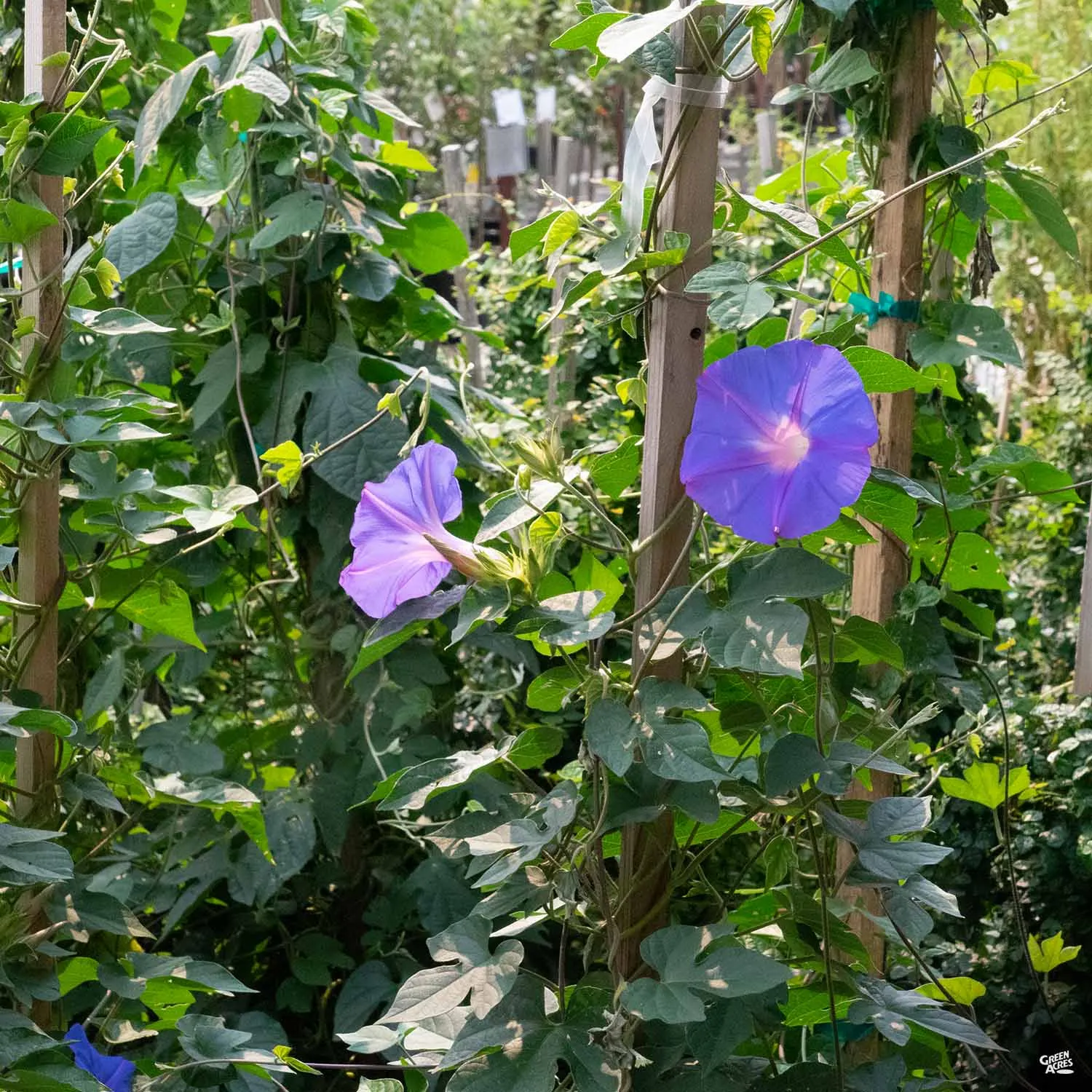 Morning Glory