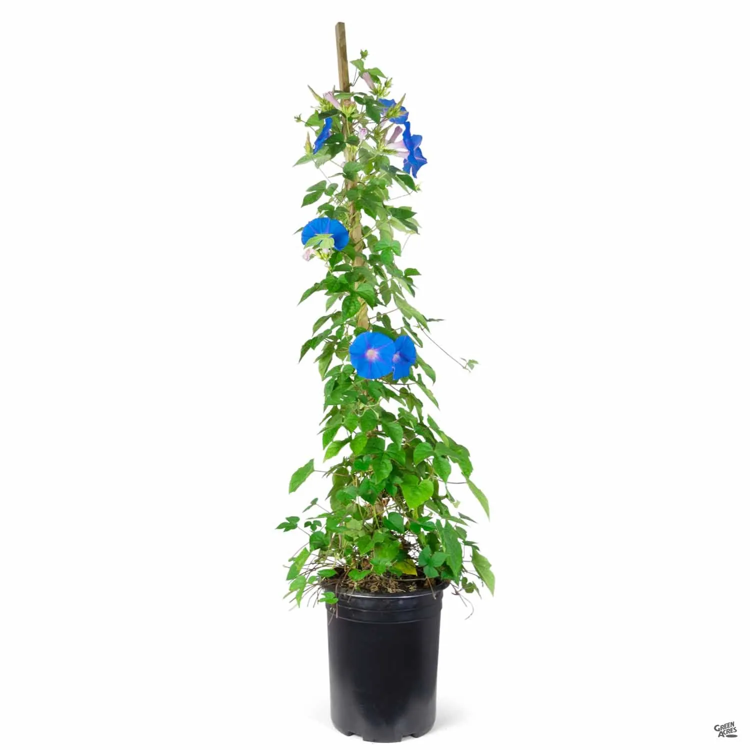 Morning Glory