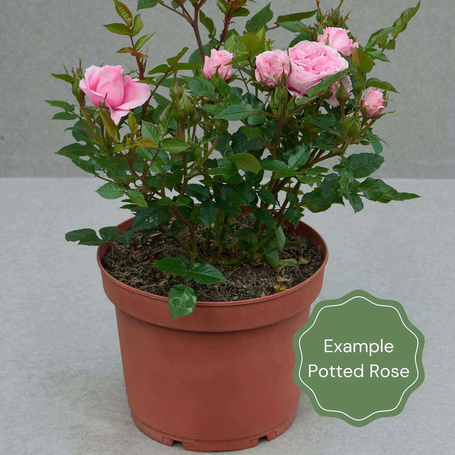 'Niceday' Patio Climbing Rose