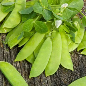 Pea Seeds - Mammoth Melting
