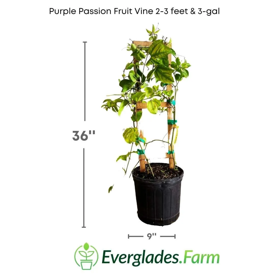 Purple Passion Fruit Vine Maracuya Morado