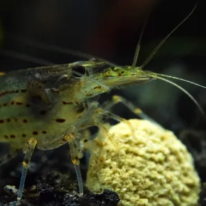 Shrimp Farm Food | 0.5mm