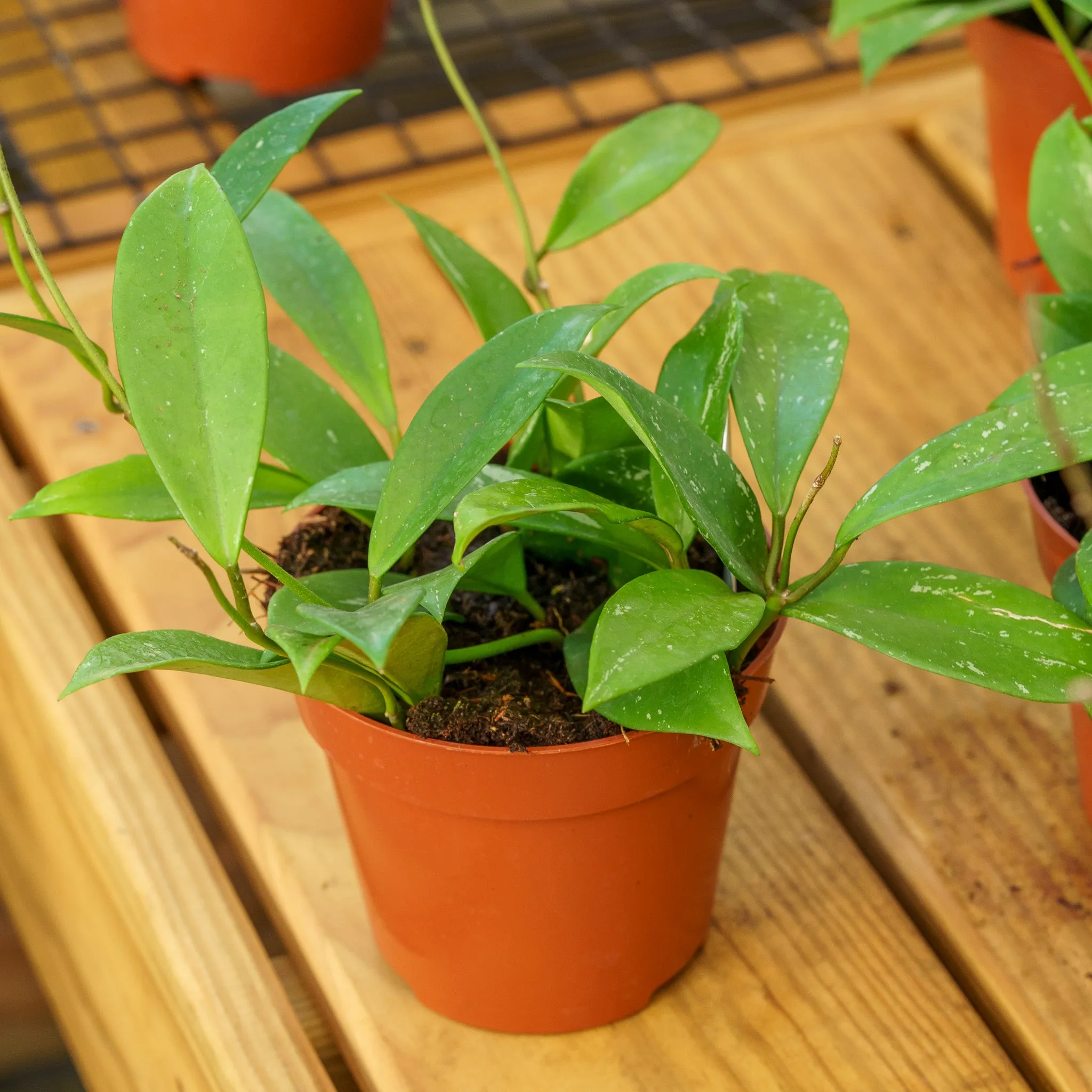 Splash Wax Plant