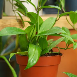 Splash Wax Plant