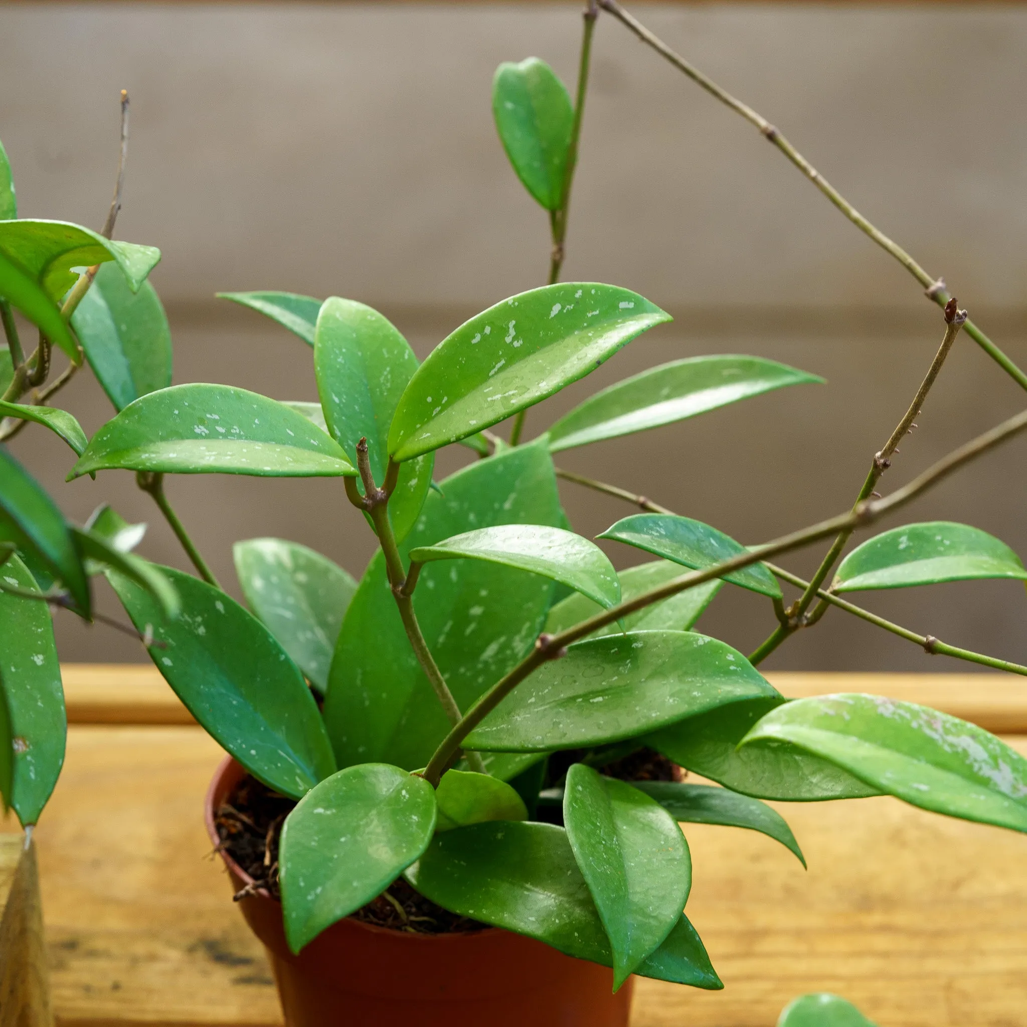 Splash Wax Plant