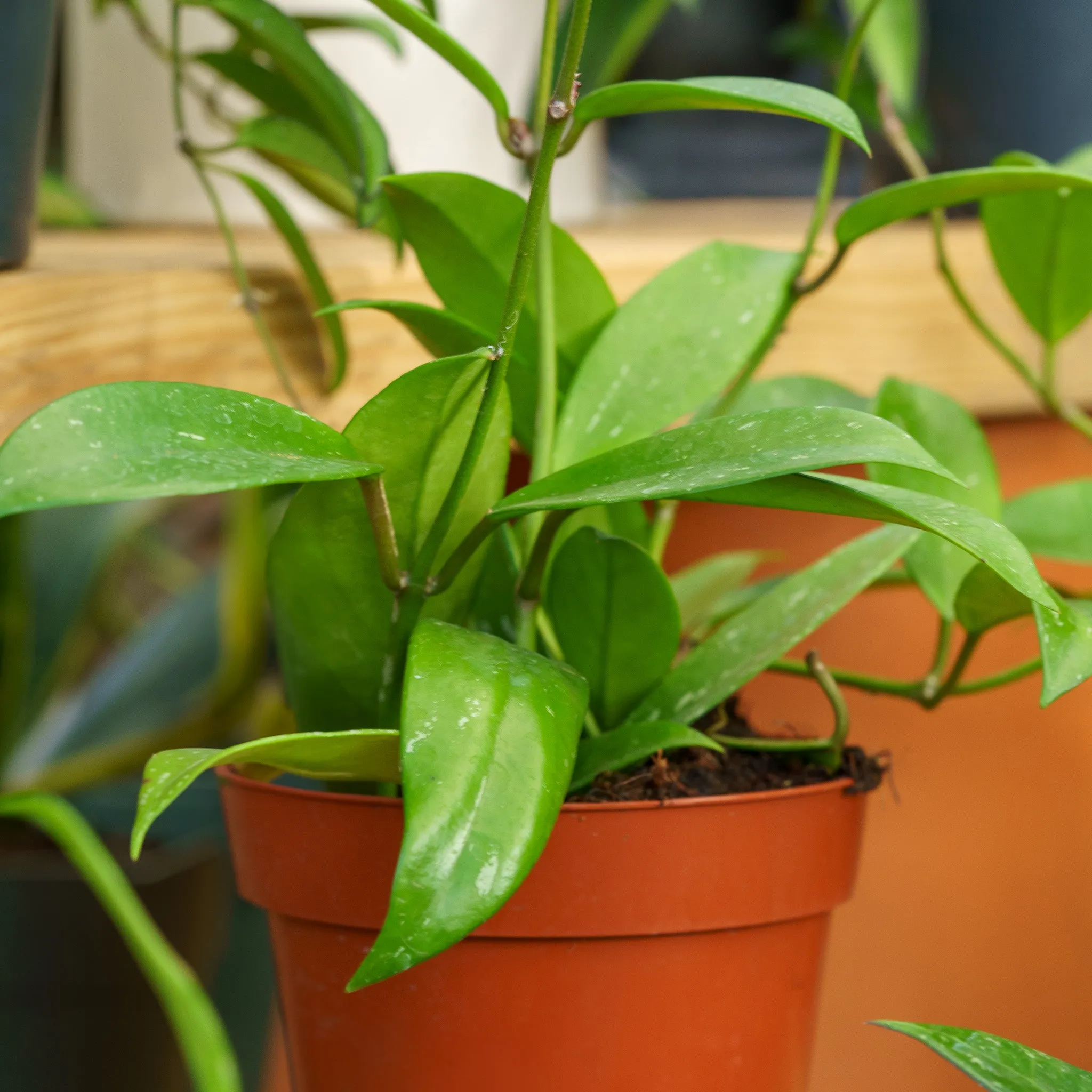 Splash Wax Plant