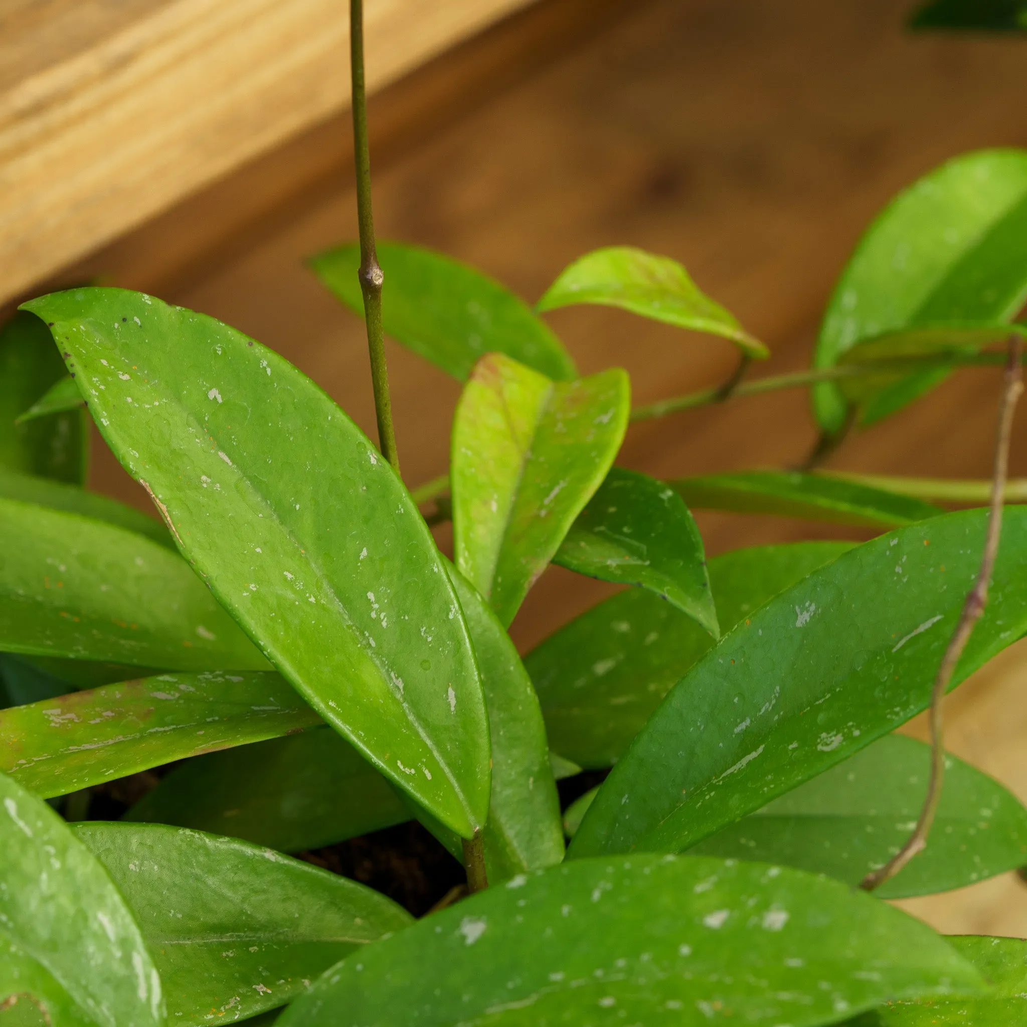 Splash Wax Plant
