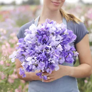 Sweet Pea Seeds - Blue Mix