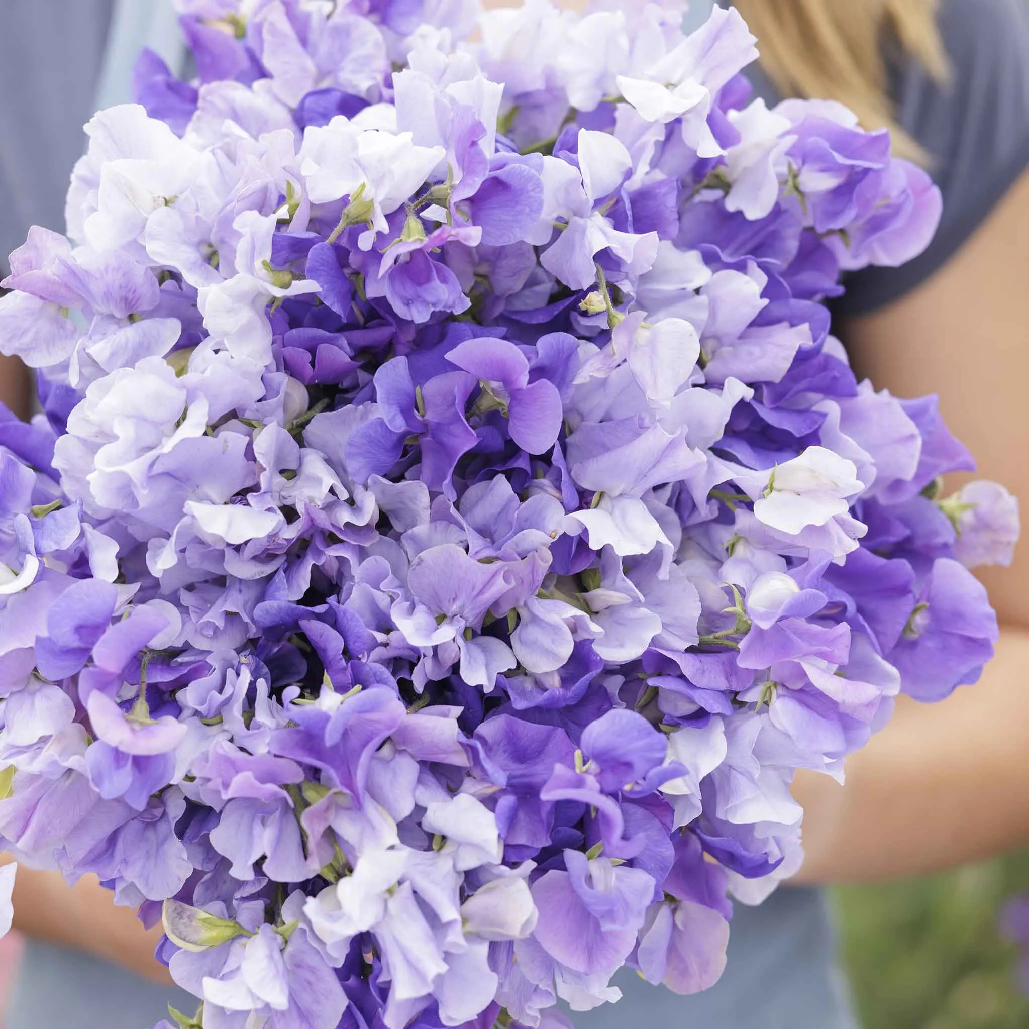 Sweet Pea Seeds - Blue Mix